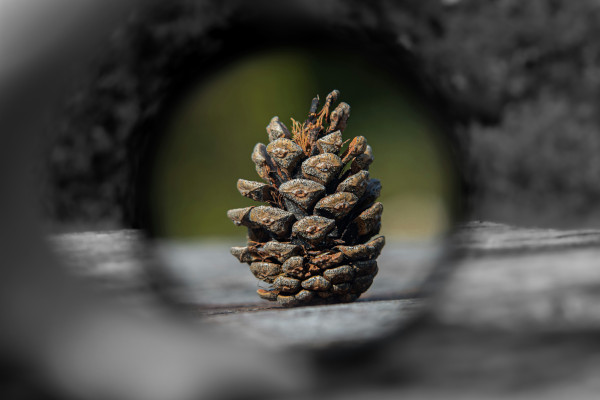 Symbolfoto Edge-KI und Tiny ML Symbolbild für Edge-KI und TinyML: Ein scharf fokussierter Tannenzapfen im Zentrum einer runden Öffnung, umgeben von unscharfer, schwarz-weißer Umgebung – als Metapher für das Potenzial kleiner, lokaler Technologien.
